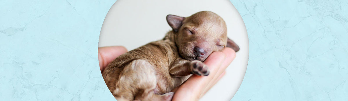 Puppy Love Paws Jewelry – Dazzling Paws