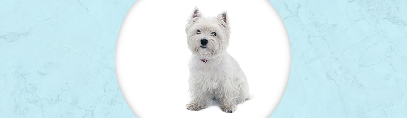 West Highland White Terrier Jewelry