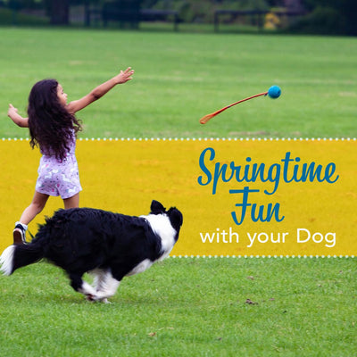 Springtime Activities with Your Dog