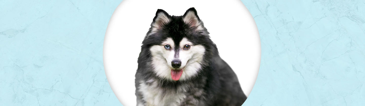 Alaskan Klee Kai Jewelry