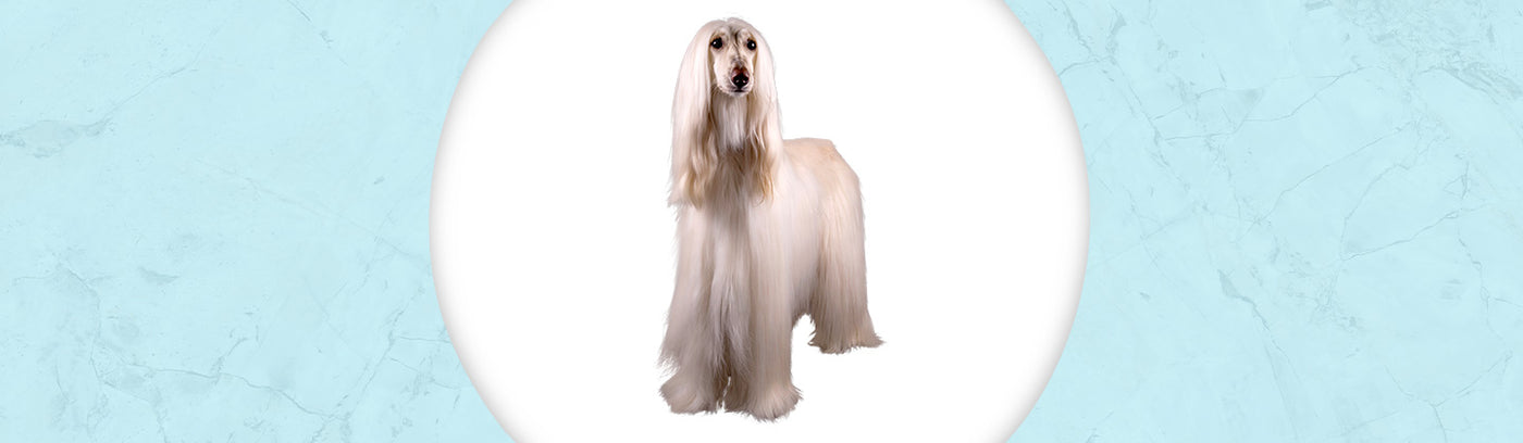 Afghan Hound Jewelry