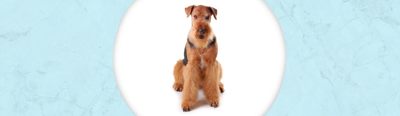 Airedale Terrier Jewelry