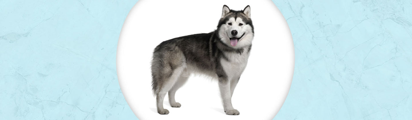 Alaskan Malamute Jewelry