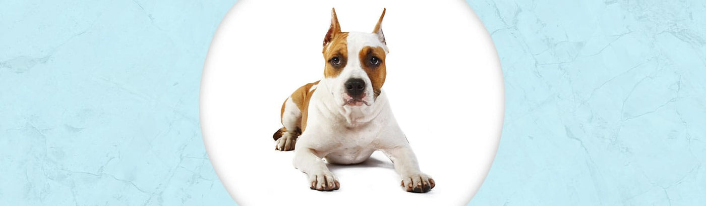American Staffordshire Terrier Jewelry