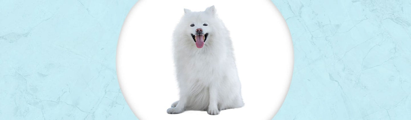 American Eskimo Dog Jewelry