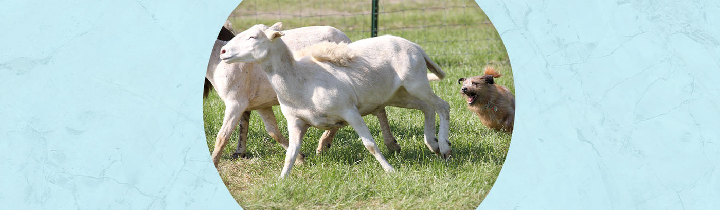 Other Animals