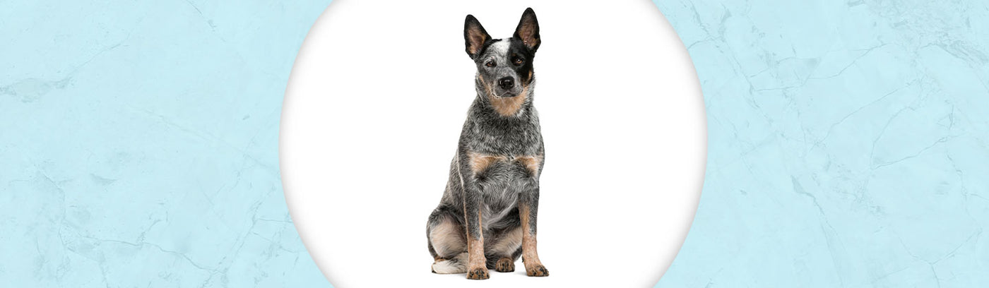 Australian Cattle Dog Jewelry