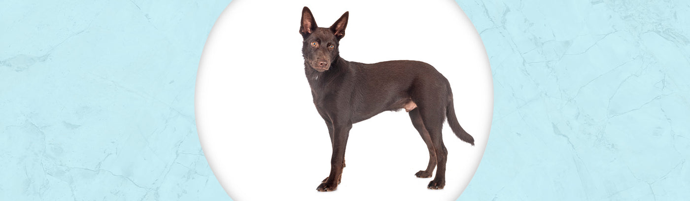 Australian Kelpie
