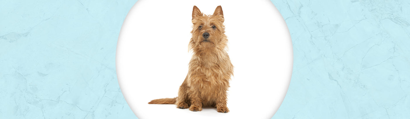 Australian Terrier Jewelry