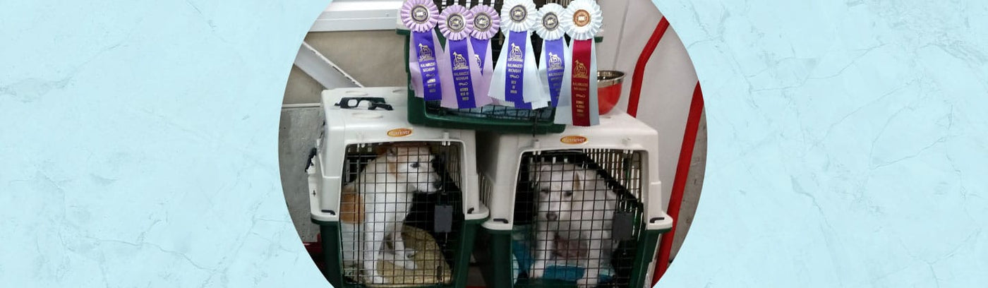 Rosettes & Ribbons Jewelry