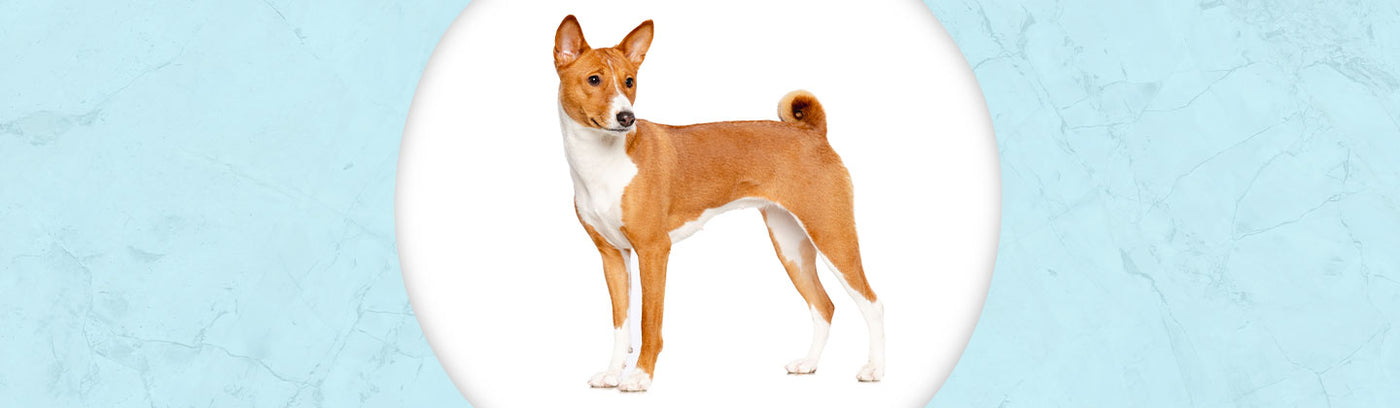 Basenji Jewelry