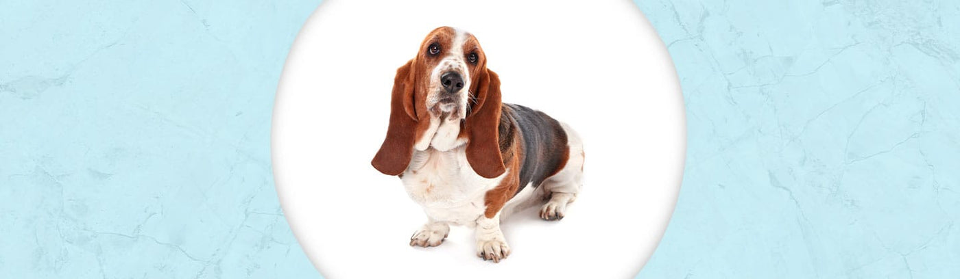 Basset Hound Jewelry