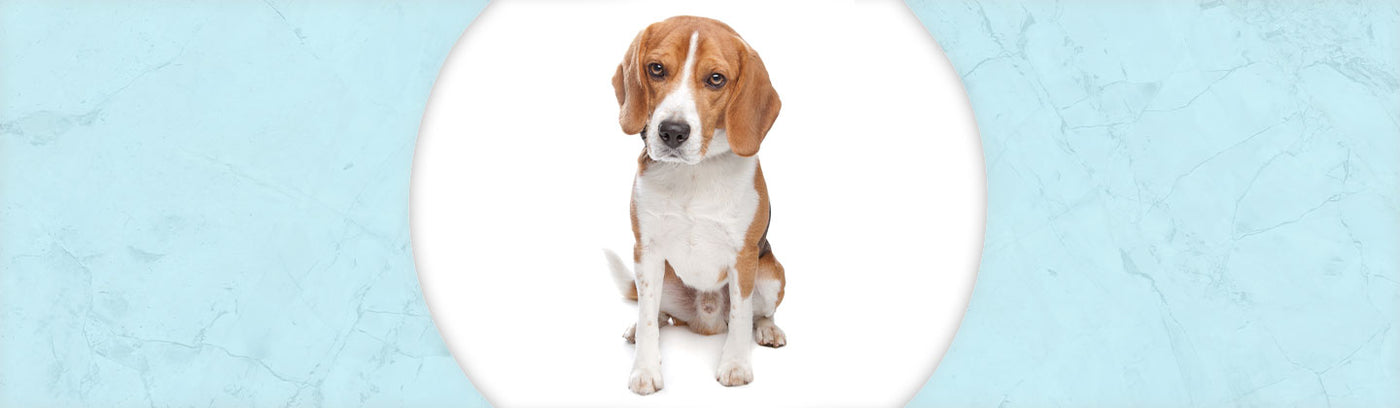 Beagle Jewelry