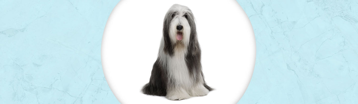 Bearded Collie Jewelry