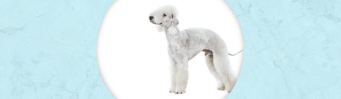 Bedlington Terrier Jewelry