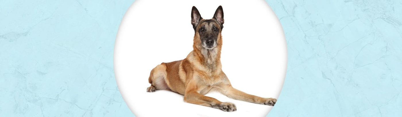 Belgian Malinois Jewelry