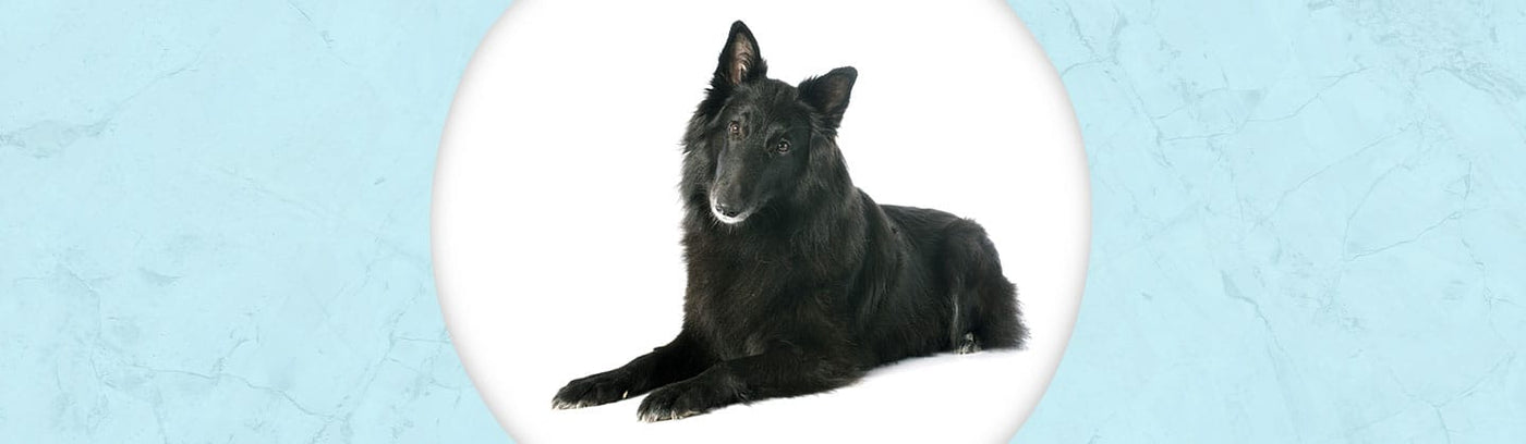 Belgian Sheepdog Jewelry