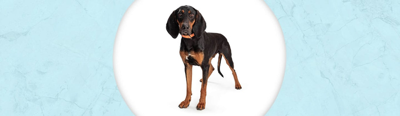 Black & Tan Coonhound Jewelry
