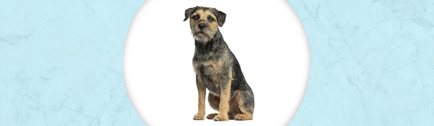 Border Terrier Jewelry