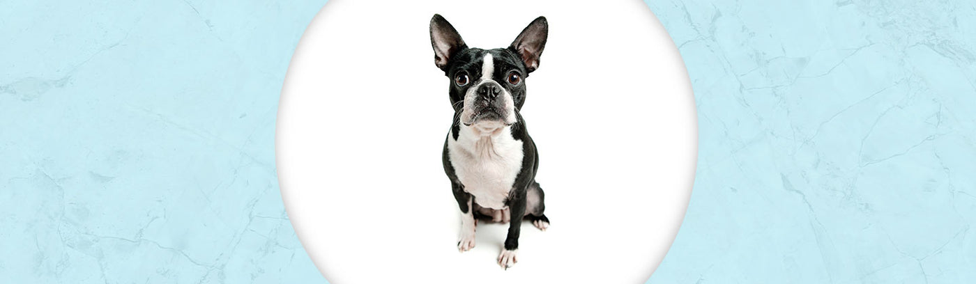 Boston Terrier Jewelry