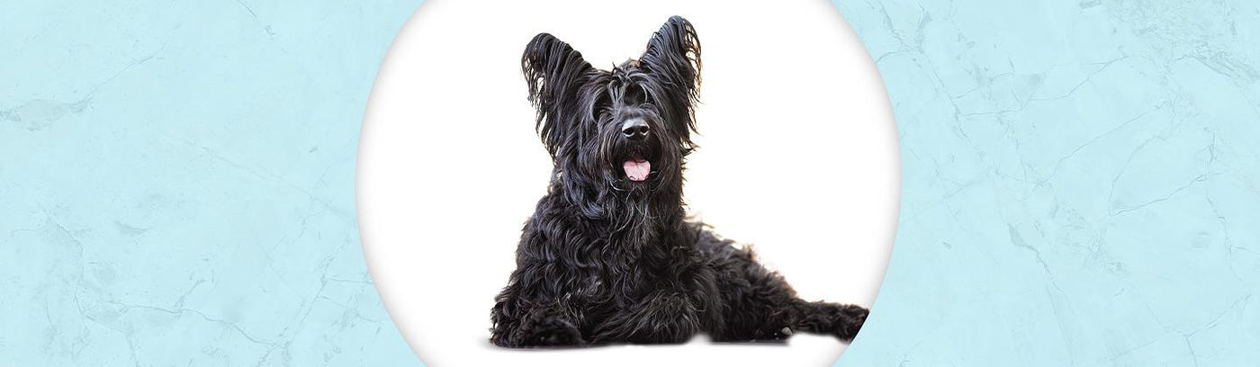 Briard Jewelry