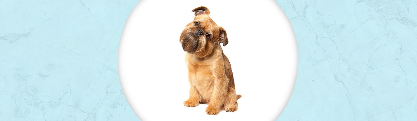 Brussels Griffon Jewelry