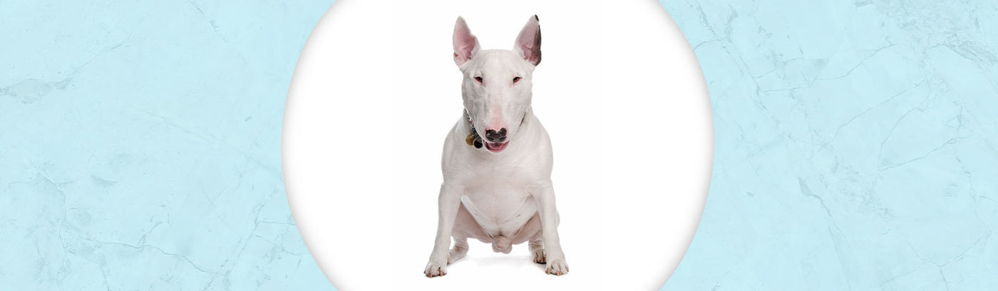 Bull Terrier Jewelry