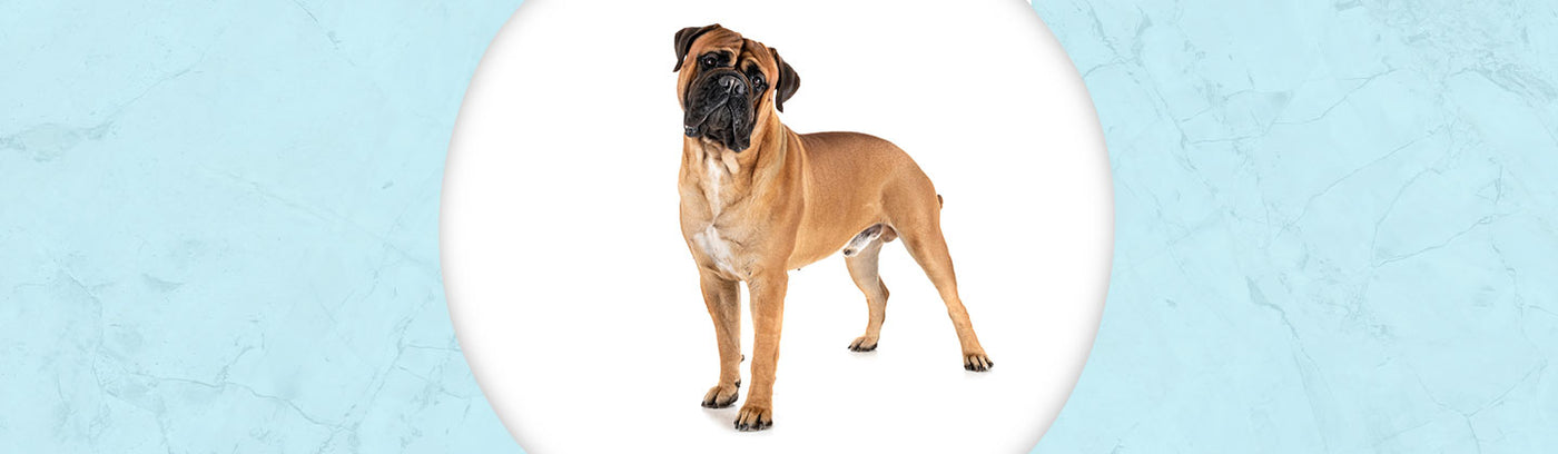 Bullmastiff Jewelry