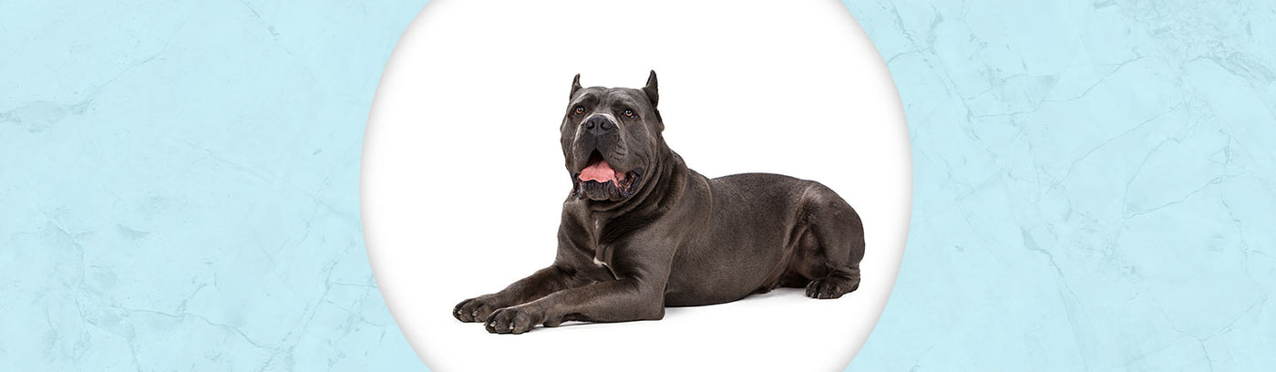 Cane Corso Jewelry
