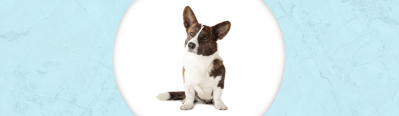 Cardigan Welsh Corgi Jewelry