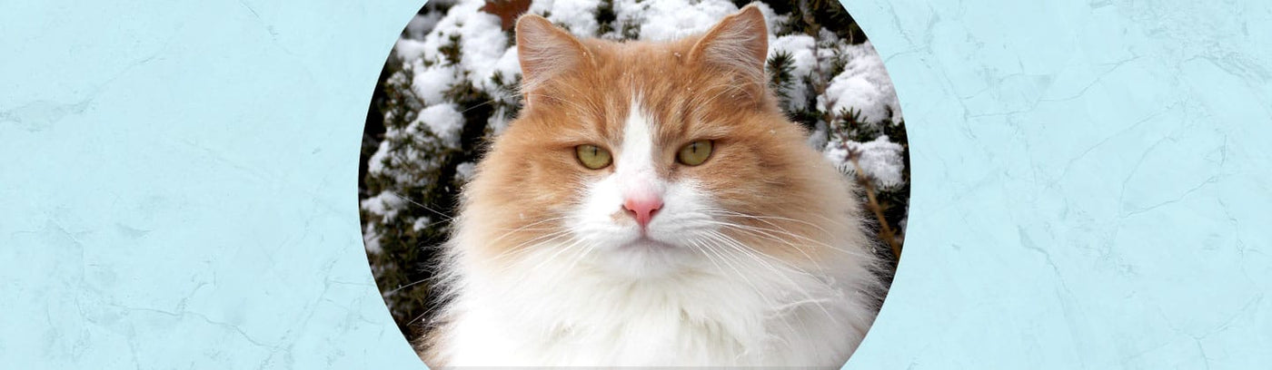 Cat Jewelry