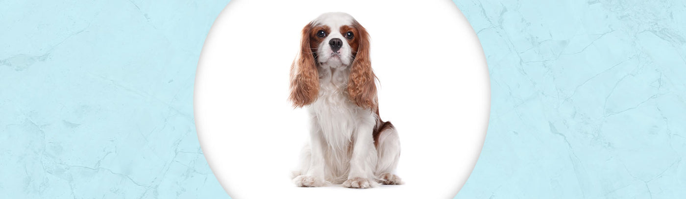 Cavalier King Charles Spaniel Jewelry