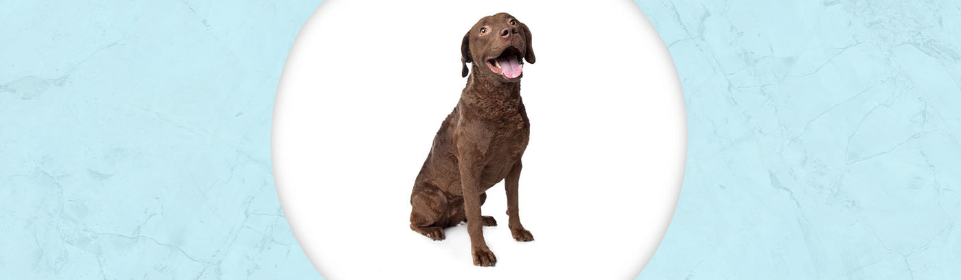 Chesapeake Bay Retriever Jewelry