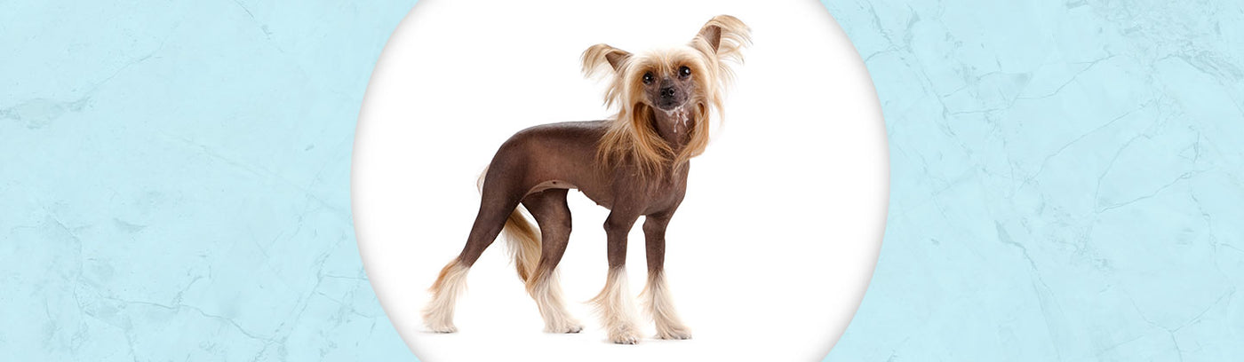 Chinese Crested Jewelry