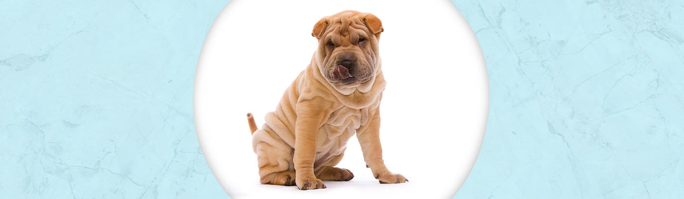Chinese Shar Pei