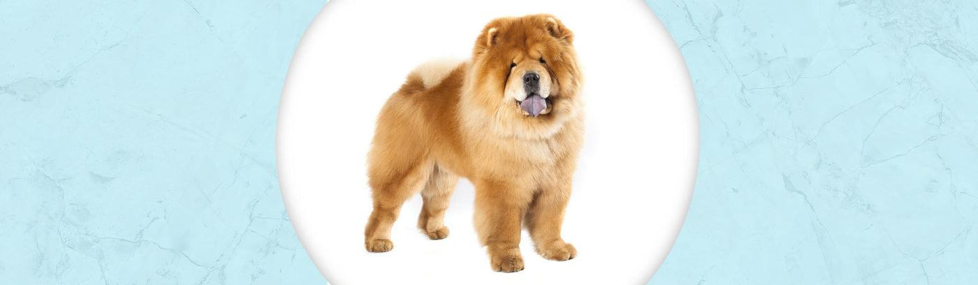 Chow Chow Jewelry