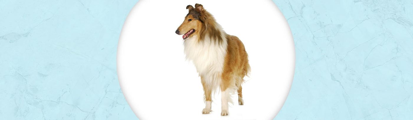 Collie - Smooth & Rough Jewelry