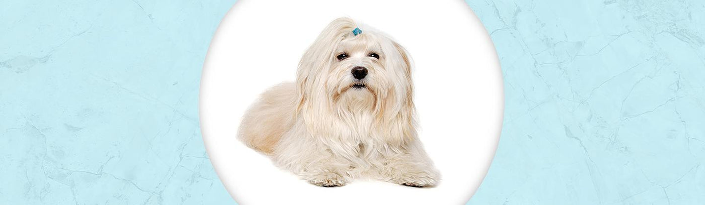 Coton de Tulear Jewelry
