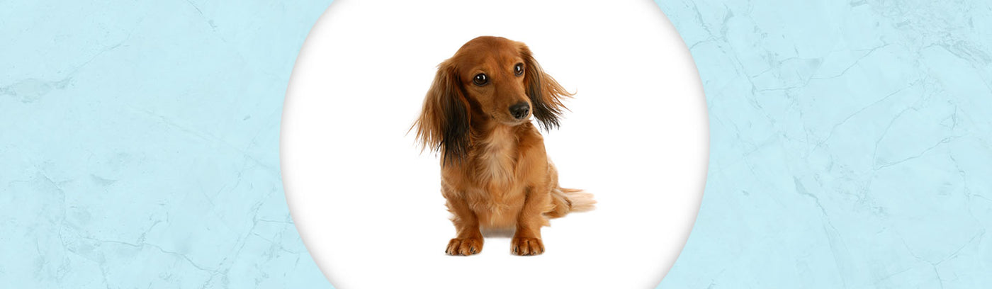 Dachshund Longhaired Jewelry