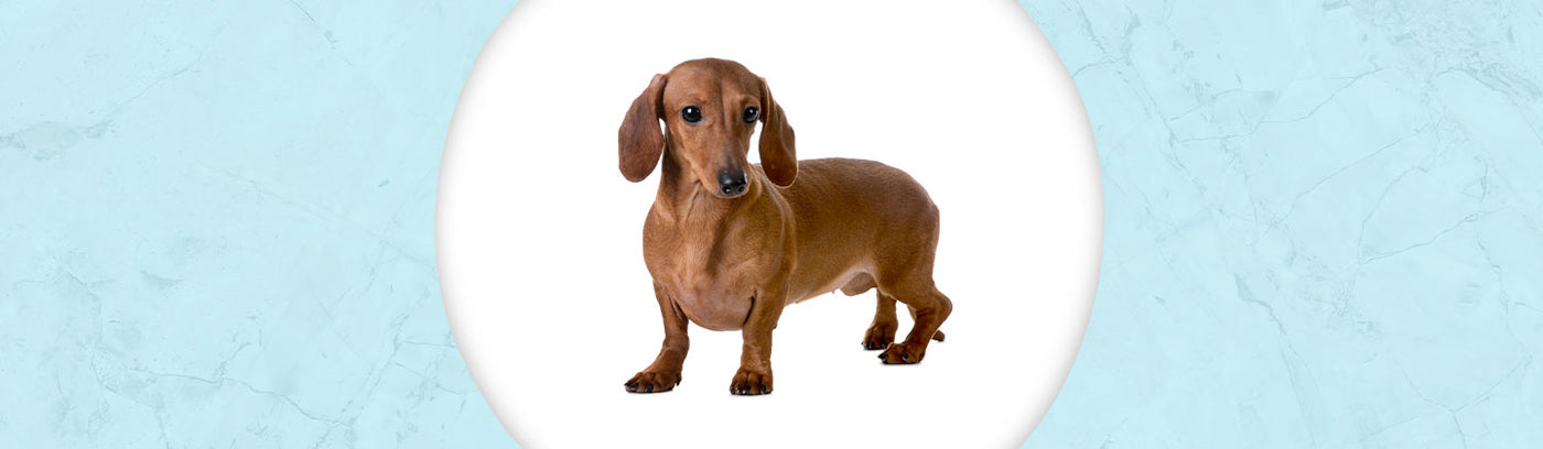 Dachshund Smooth Coat Jewelry
