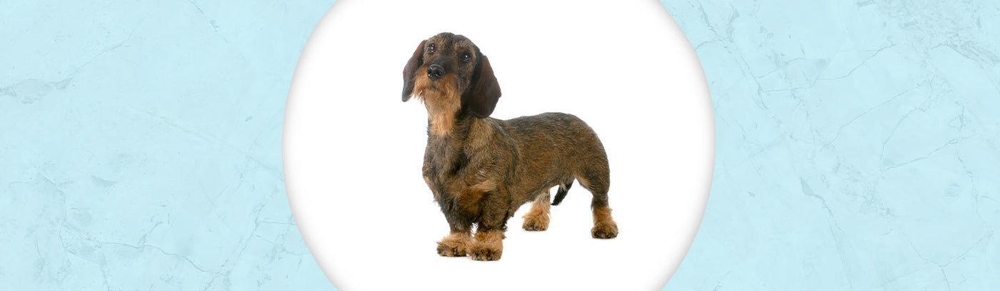Dachshund Wirehaired Jewelry