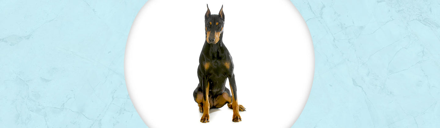 Doberman Pinscher Jewelry