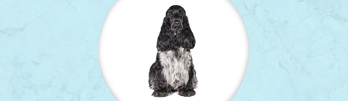 English Cocker Spaniel Jewelry – Dazzling Paws