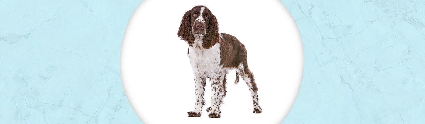 English Springer Spaniel Jewelry