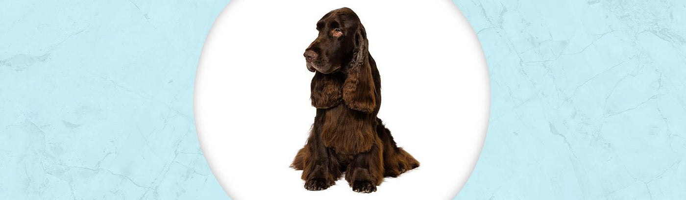 Field Spaniel Jewelry