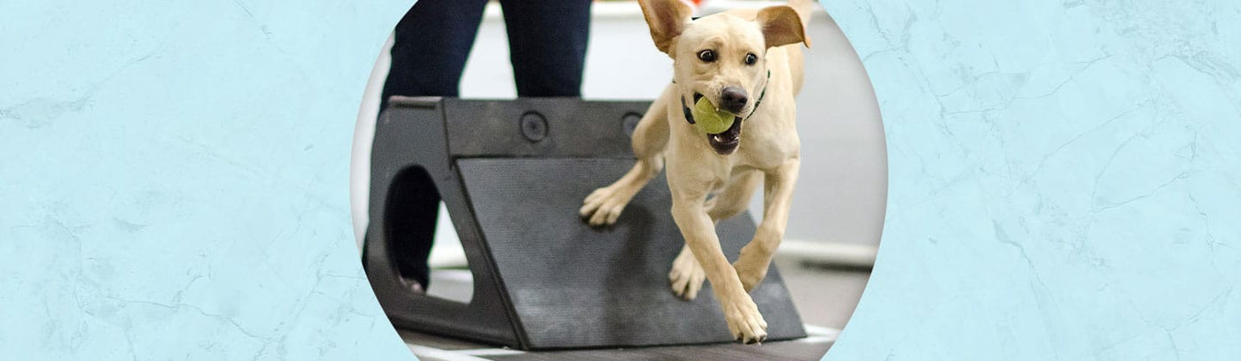Flyball Jewelry
