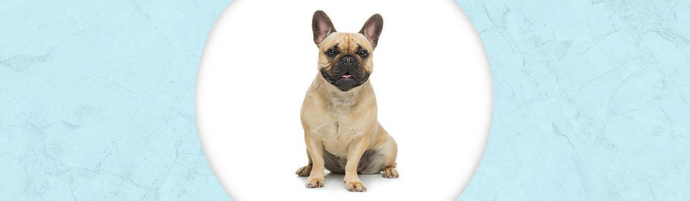 French Bulldog Jewelry