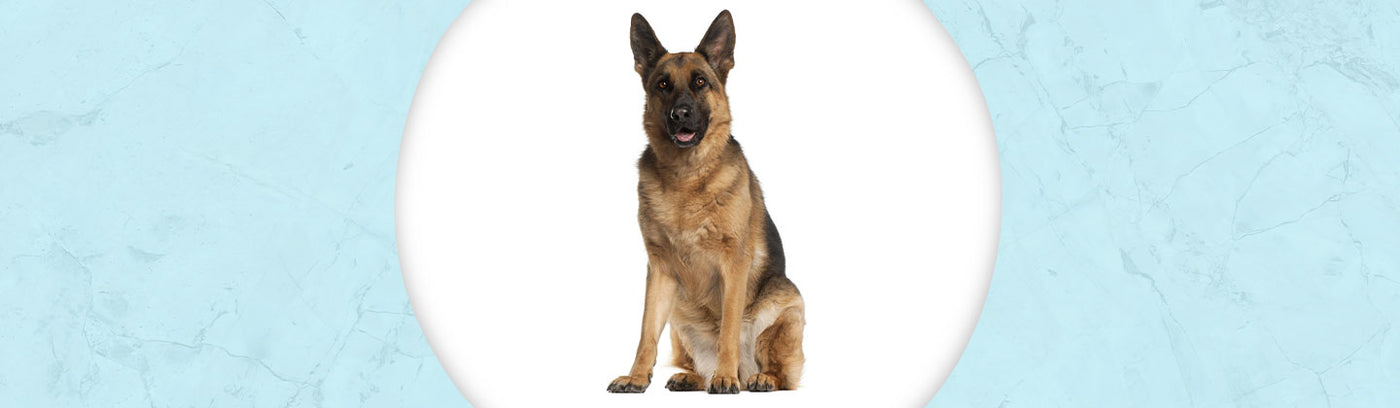 German Shepherd Jewelry