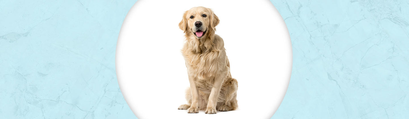 Golden Retriever Jewelry