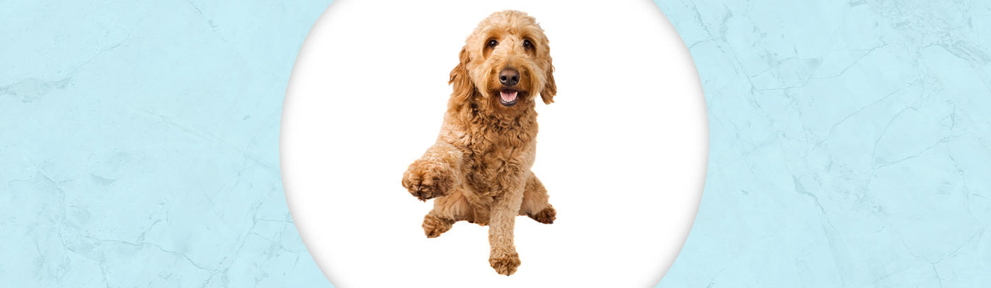 Goldendoodle Jewelry